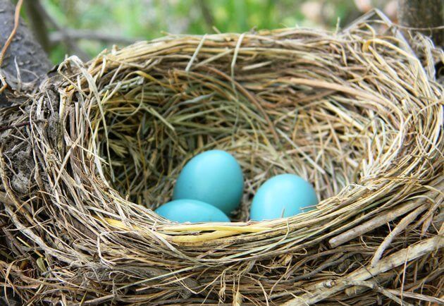 Bird_nest_with_eggs