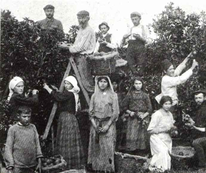 Jewish_workers_picking_fruit_Jaffa_1912