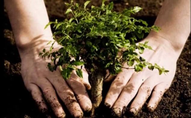 Planting_tree