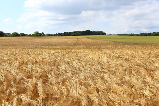 barley_harvest