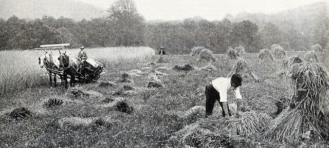 farmer_harvesting