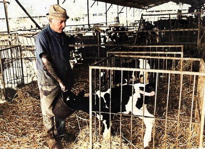 feeding_cows_at_Kibbutz_Ramat_Yohanan