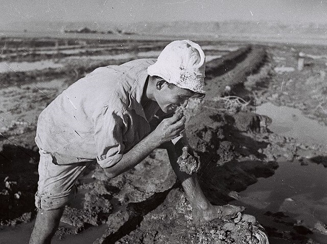 KIBBUTZ_BEIT_HAARAVA_MEMBER_TASTING_THE_SOIL_1944
