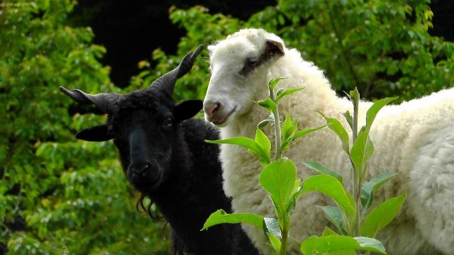 black_and_white_sheep
