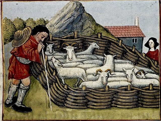 sheep_in_pen